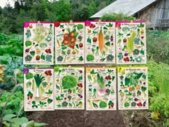 Coffret Le petit potageur