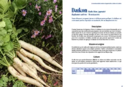 Cultiver les légumes du Japon