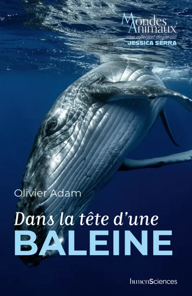 Dans la tête d'une baleine