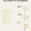 Dessiner les fleurs et les plantes