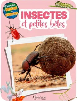 Insectes et petites bêtes