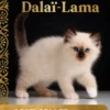 Le Chat du Dalaï-Lama