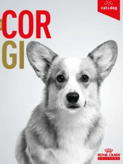 Le Corgi
