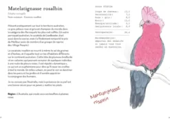Le Petit Guide des Pires oiseaux à la con