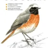 Les carnets du scarabée - Oiseaux