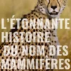 L'étonnante histoire des noms des mammifères - De la musaraigne étrusque à la baleine bleue
