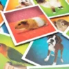 Mémo Pets