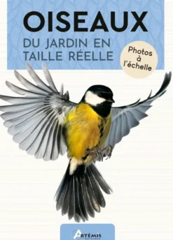 Oiseaux du jardin en taille réelle
