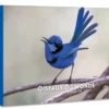 Oiseaux du monde - Agenda - Calendrier - Semainier 2027