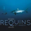 Requins et raies