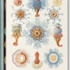 The Art and Science of Ernst Haeckel (GB/ALL/FR)