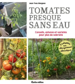 Tomates presque sans eau